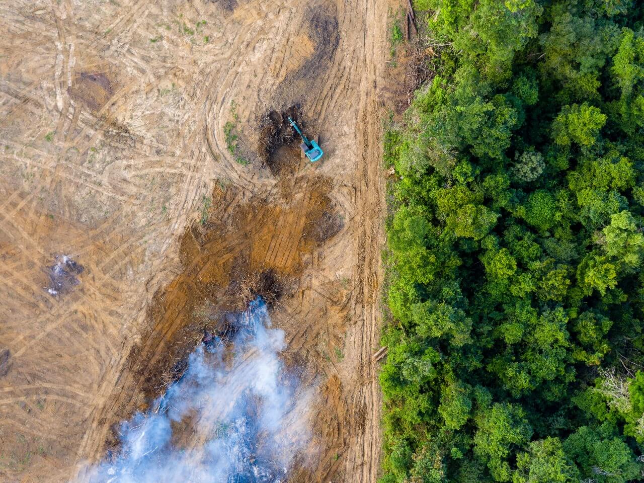 amazonia