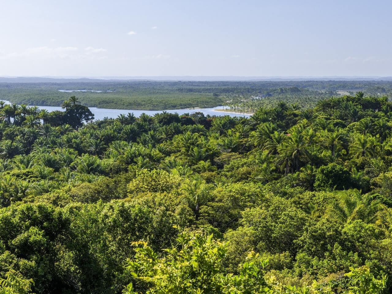 cerrado